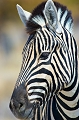  etosha 
 namibie 
 zebre de burchell 